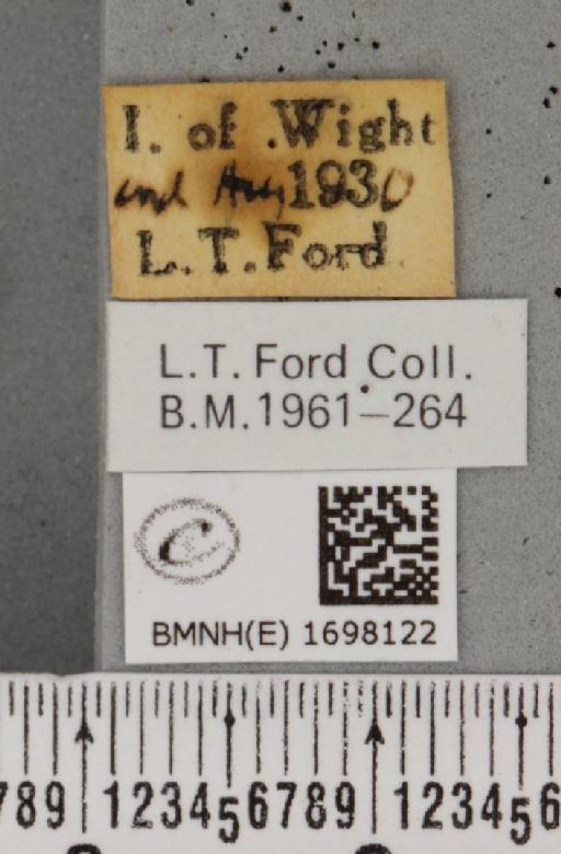 Nycteola revayana ab. fasciata Sheldon, 1919 - BMNHE_1698122_label_295135