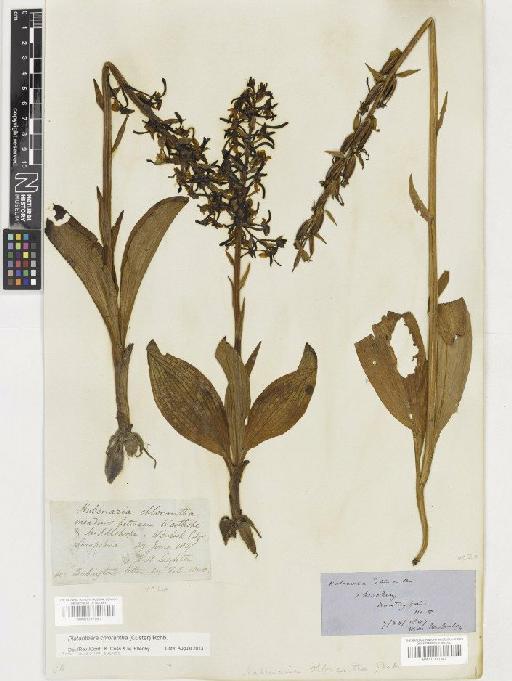 Platanthera chlorantha (Custer) Rchb. - BM001117942