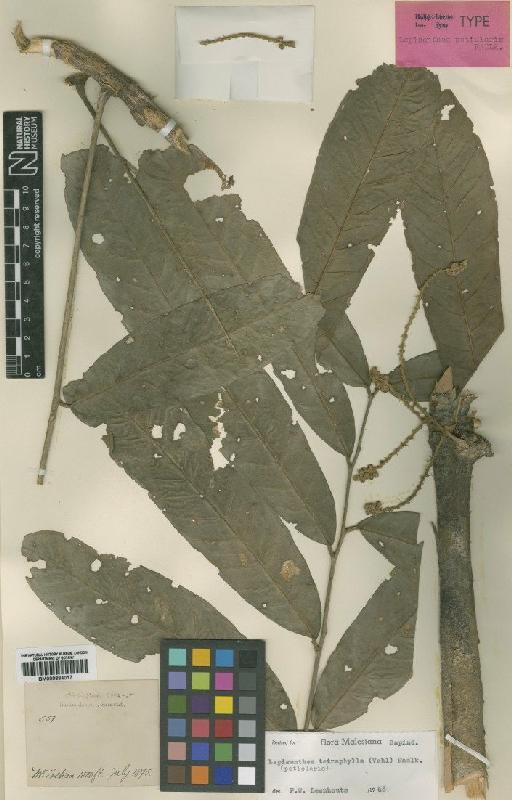 Lepisanthes tetraphylla (Vahl) Radlk. - BM000884017