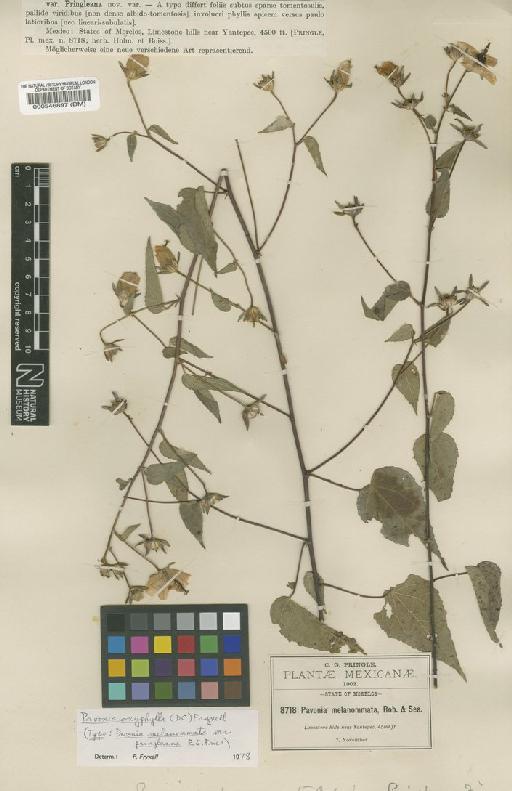 Pavonia oxyphylla (DC.) Fryxell - BM000546897