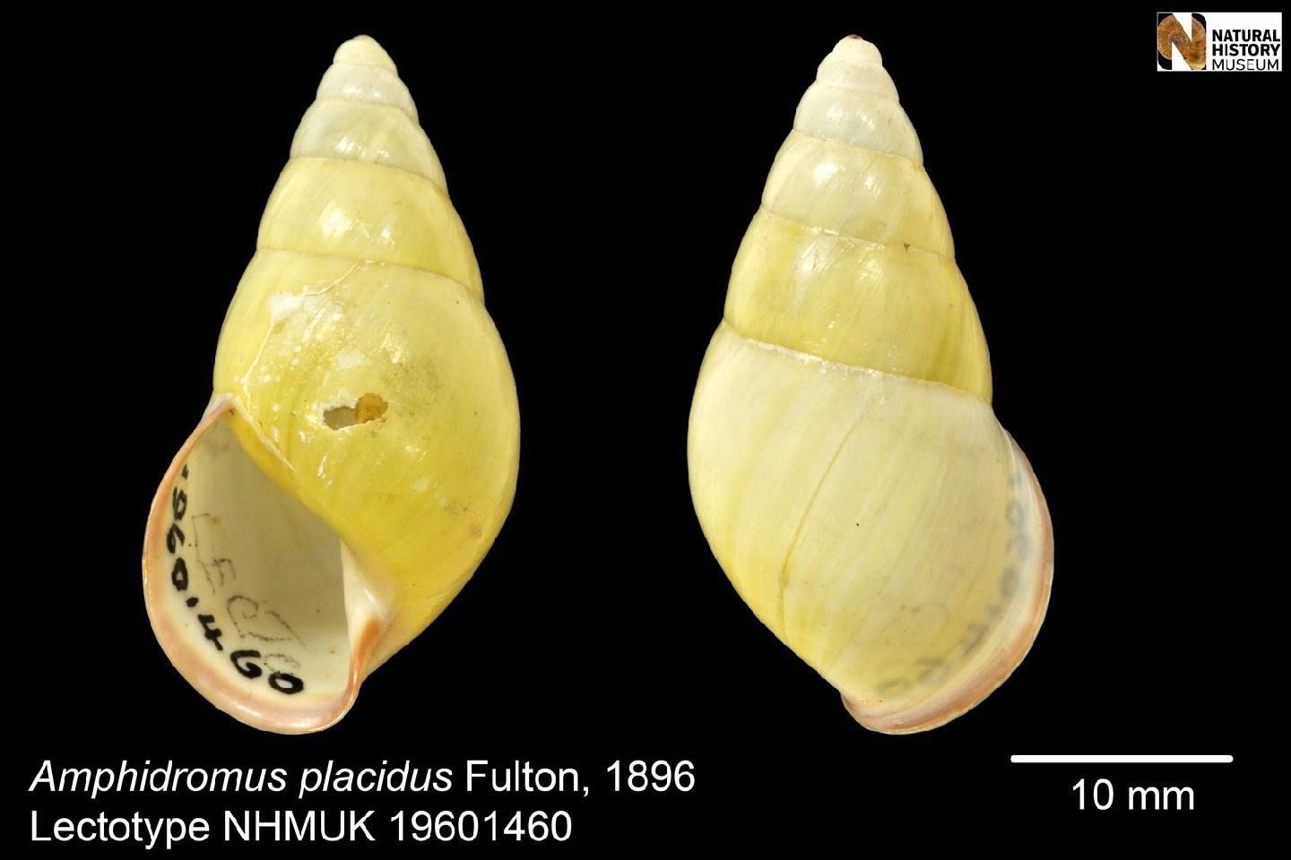 To NHMUK collection (Amphidromus placidus Fulton, 1896; LECTOTYPE; NHMUK:ecatalogue:2458942)