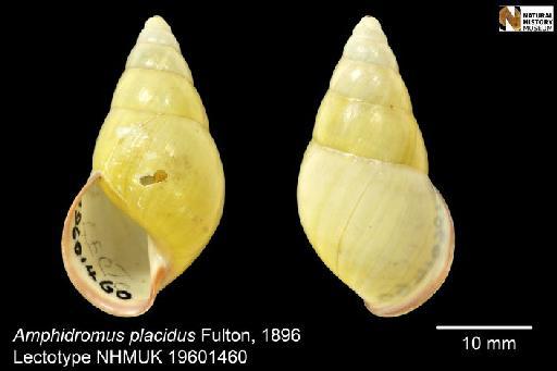 Amphidromus placidus Fulton, 1896 - 19601460, LECTOTYPE, Amphidromus placidus Fulton