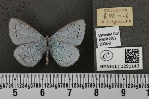 Celastrina argiolus britanna (Verity, 1919) - BMNHE_1291143_128596