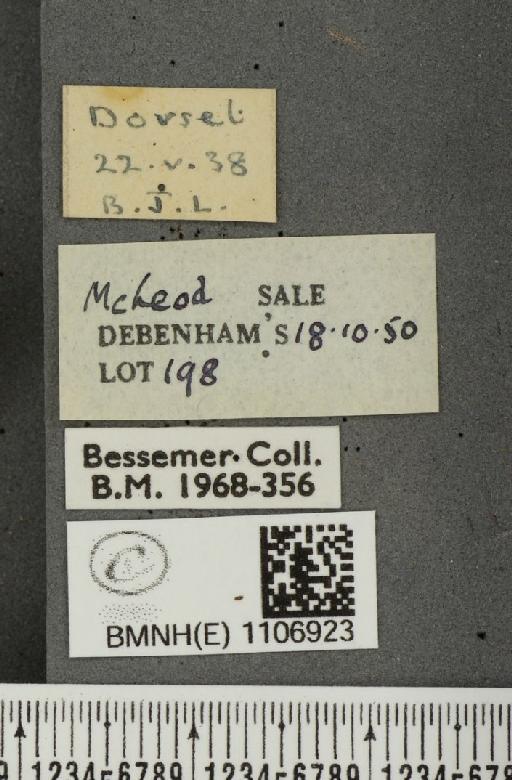 Euphydryas aurinia ab. tetramelana Cabeau, 1931 - BMNHE_1106923_label_18865