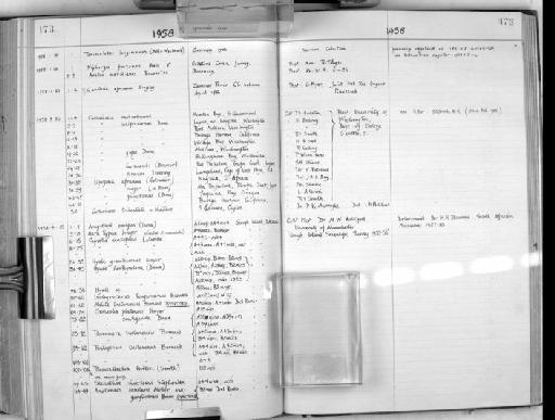 Melita tristanensis parvorder Hadziidira K.H. Barnard, 1965 - Zoology Accessions Register: Crustacea: 1935 - 1962: page 173