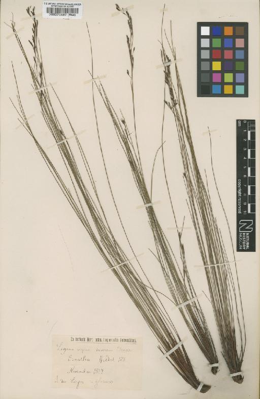 Lagenocarpus inversus C.B.Clarke - BM000570687