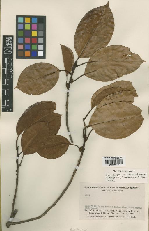 Pouteria pubescens (Pellegrin) Pennington - BM000796448