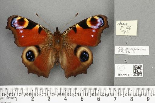 Inachis io ab. nigrocellata Reuss, 1911 - BMNHE_1060888_21430