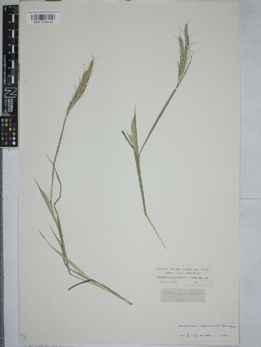 Dichanthium aristatum (Poir.) C.E.Hubb. - 012550846