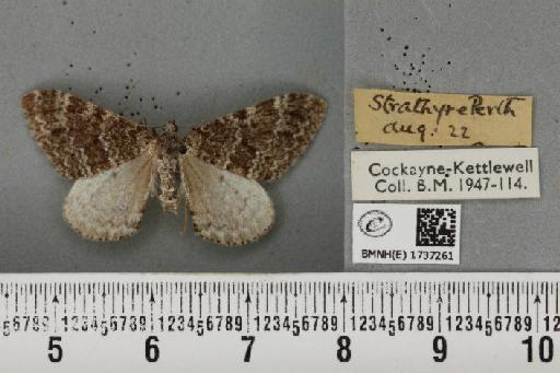 Entephria caesiata caesiata (Denis & Schiffermüller, 1775) - BMNHE_1737261_319829
