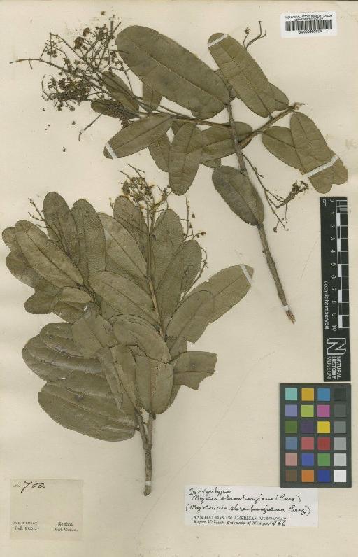 Myrcia ehrenbergiana (O.Berg) McVaugh - BM000953656