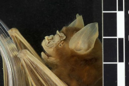 Hipposideros muscinus - 1886_11_3_10-Phyllorhina_muscina-Syntype-Noseleaf-lateral