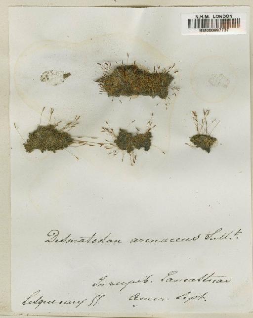 Tortula obtusifolia (Schwägr.) Mathieu - BM000867737