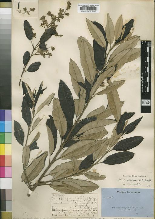 Ozoroa insignis subsp. latifolia (Engl.) R.Fern. - BM000510627