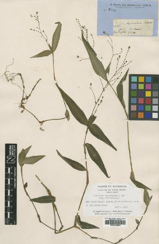 Aneilema acuminatum R.Br. - BM000939270