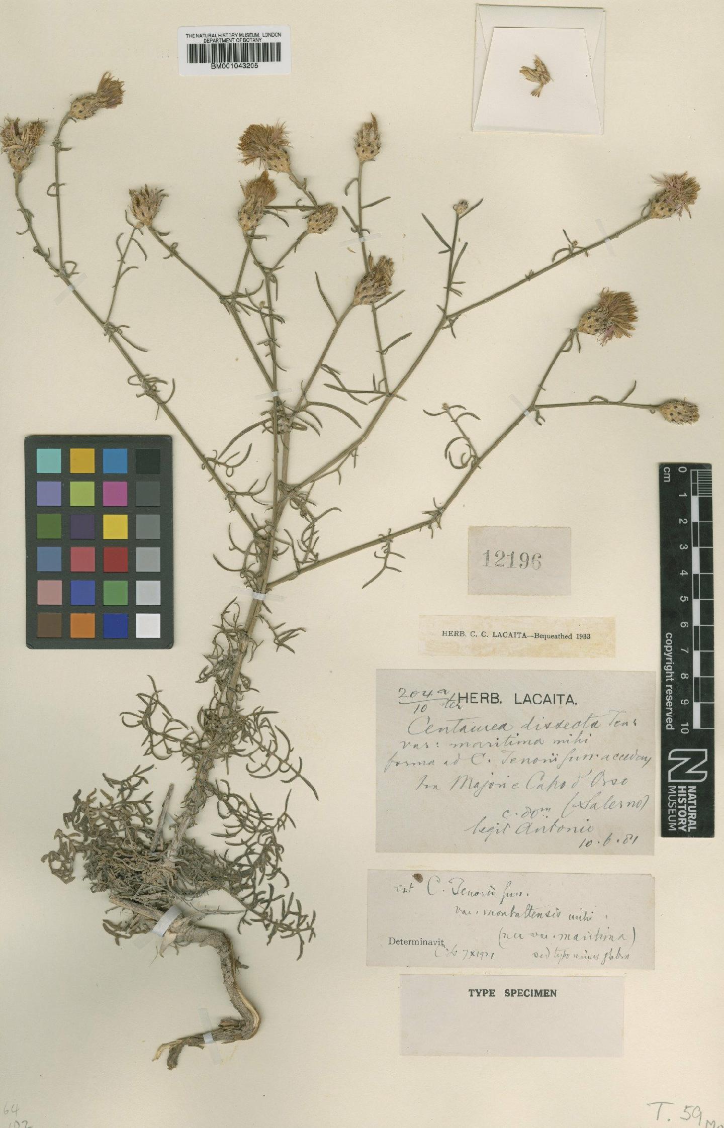 To NHMUK collection (Centaurea parlatoris subsp. tenorei (Guss. ex Lacaita) Dostal; Type; NHMUK:ecatalogue:1987960)