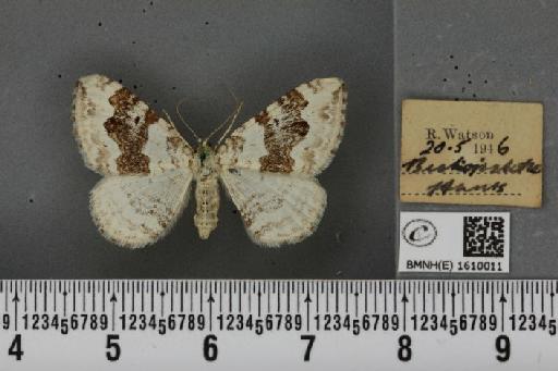 Xanthorhoe montanata montanata (Denis & Schiffermüller, 1775) - BMNHE_1610011_312536