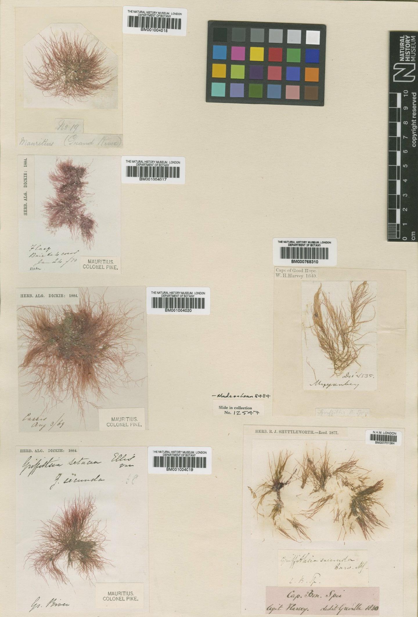 To NHMUK collection (Anotrichium secundum (Harv. ex J.Agardh) G.Furnari; Syntype; NHMUK:ecatalogue:547227)