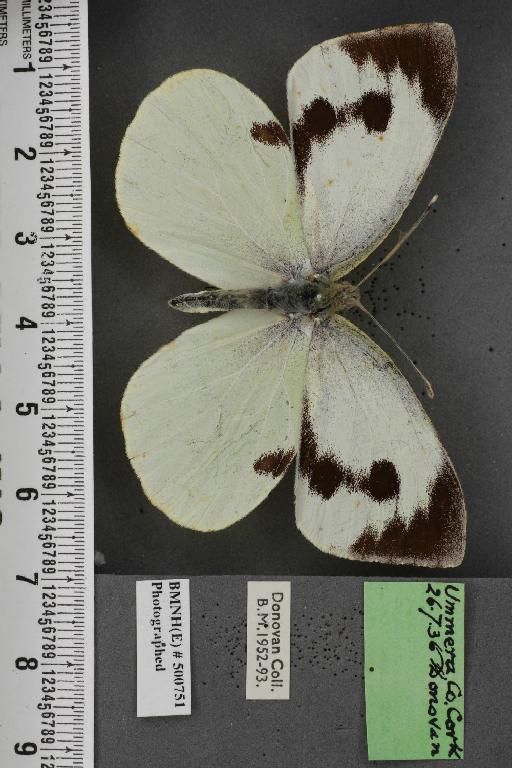 Pieris brassicae ab. fasciata Kiefer, 1918 - BMNHE_500751_84321