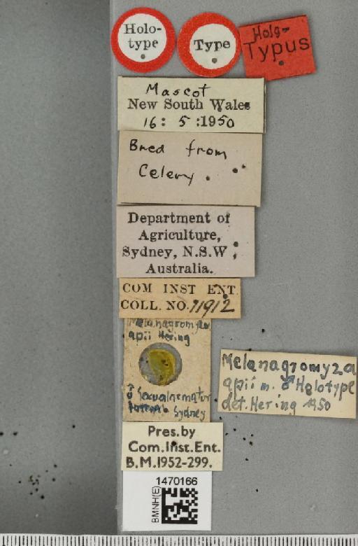 Melanagromyza apii Hering, 1951 - BMNHE_1470166_label_44717