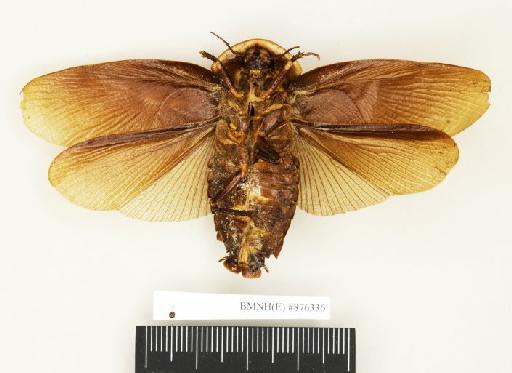 Blabera nigripennis Walker, 1868 - Blabera nigripennis Walker, F, 1868, male, holotype, ventral. Photographer: Edward Baker. BMNH(E)#876336