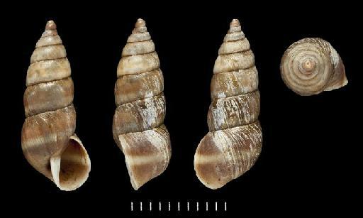 Bulinus eschariferus Sowerby, 1833 - 1975153, SYNTYPES, Bulinus eschariferus Sowerby, 1833,