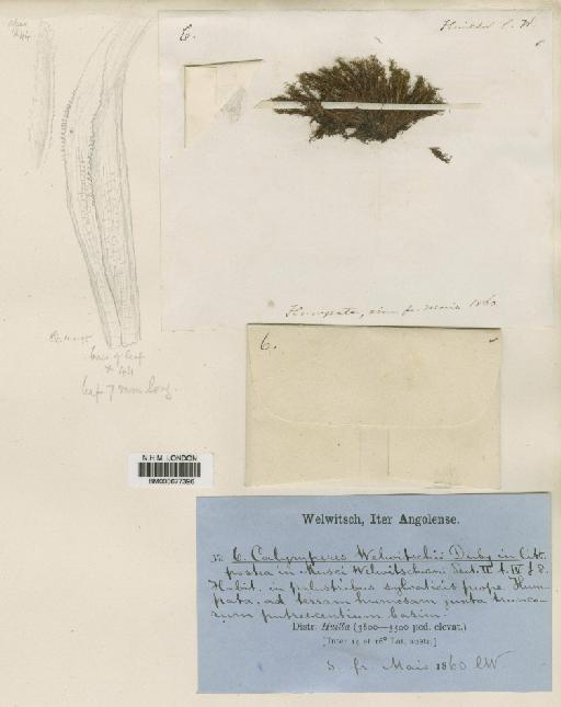 Syrrhopodon gardneri (Hook.) Schwägr. - BM000677396