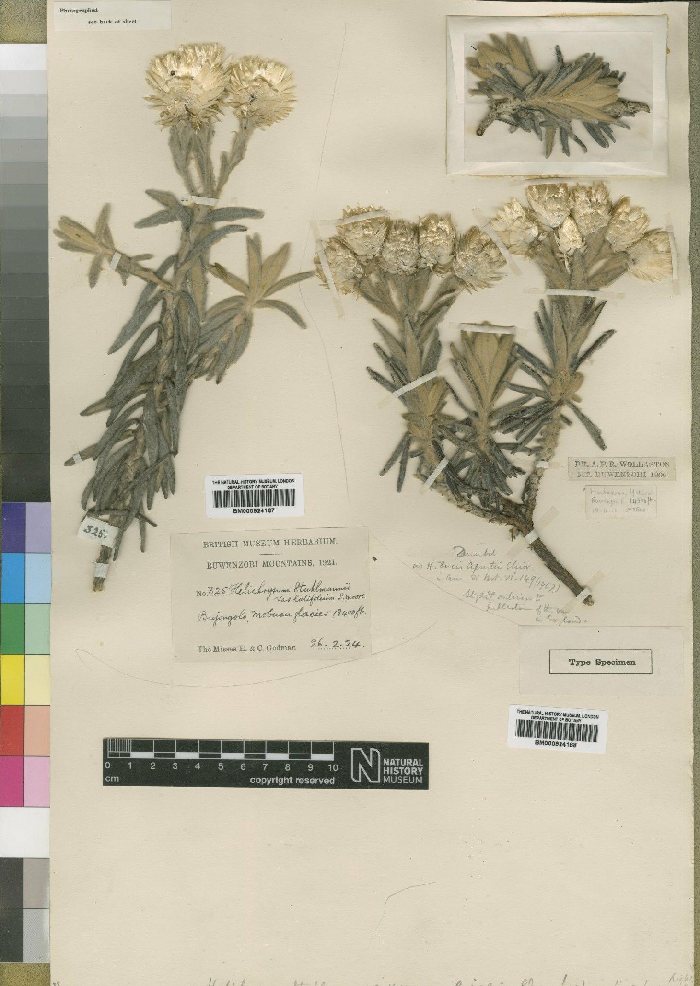 To NHMUK collection (Helichrysum stuhlmannii var. latifolium Moore; TYPE; NHMUK:ecatalogue:4529195)