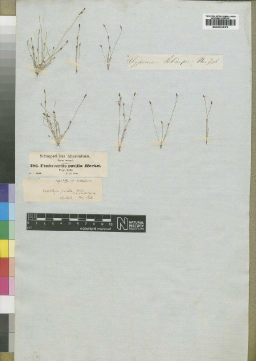 Bulbostylis pusilla C.B.Clarke - BM000922575