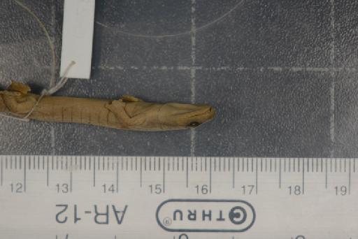 Bolitoglossa engelhardti - Image of specimen 1946.9.6.42