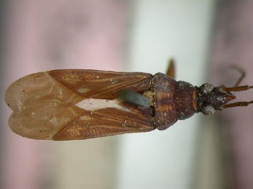 Pamerana nigritula Walker - Hemiptera: Pamnig