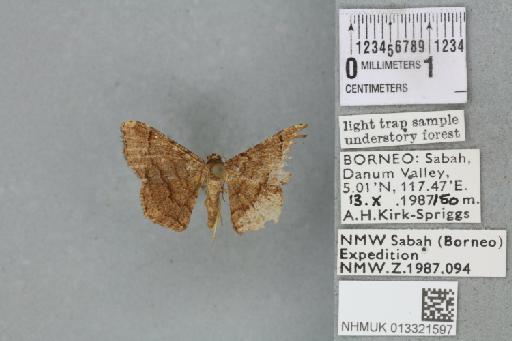 Chiasmia bornusaria (Holloway, 1994) - 013321597_815240_1374820