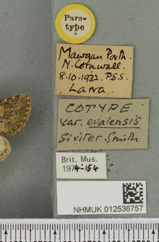 Polymixis lichenea ab. evalensis Siviter Smith, 1942 - NHMUK_012536757_label_645898