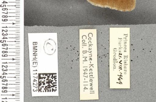 Maniola jurtina insularis ab. partimtransformis Leeds, 1950 - BMNHE_1174273_label_39574
