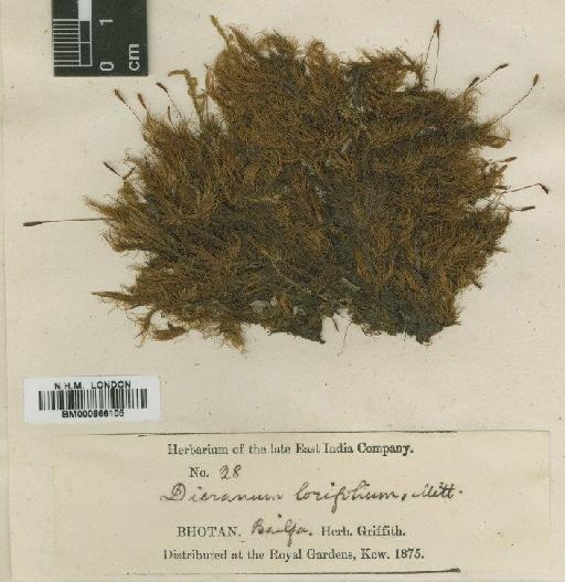 Dicranum lorifolium Mitt. - BM000866105