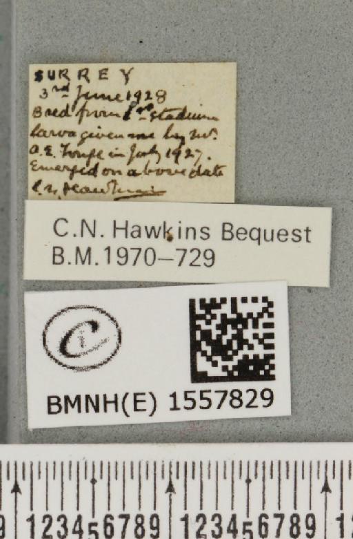 Orgyia recens (Hübner, 1819) - BMNHE_1557829_label_256995