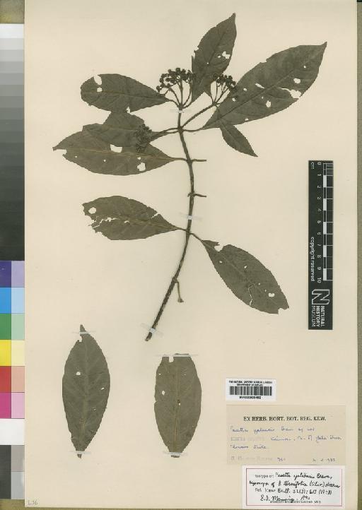 Pavetta ternifolia (Oliv.) Hiern - BM000903482