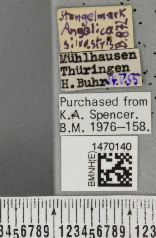 Melanagromyza angeliciphaga Spencer, 1969 - BMNHE_1470140_label_44690