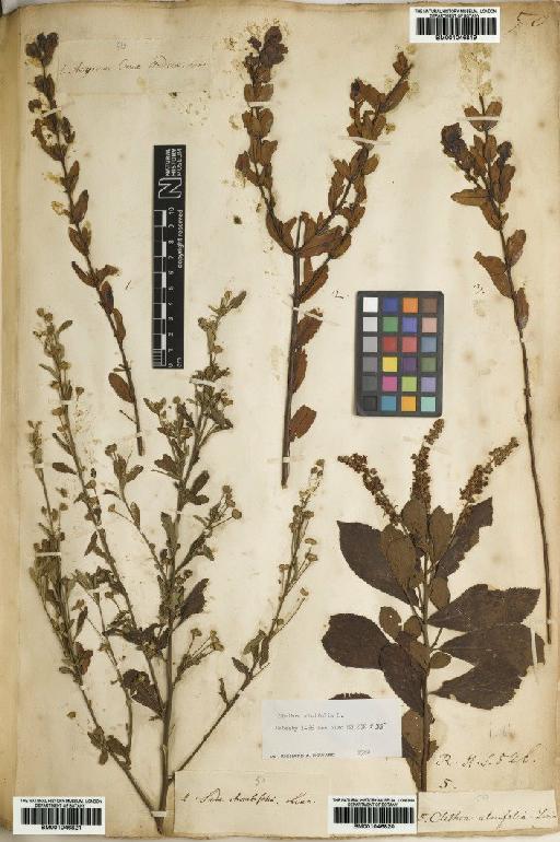 Sida rhombifolia L. - BM001046821