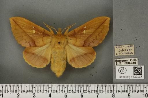 Euthrix potatoria (Linnaeus, 1758) - BMNHE_1532117_197592