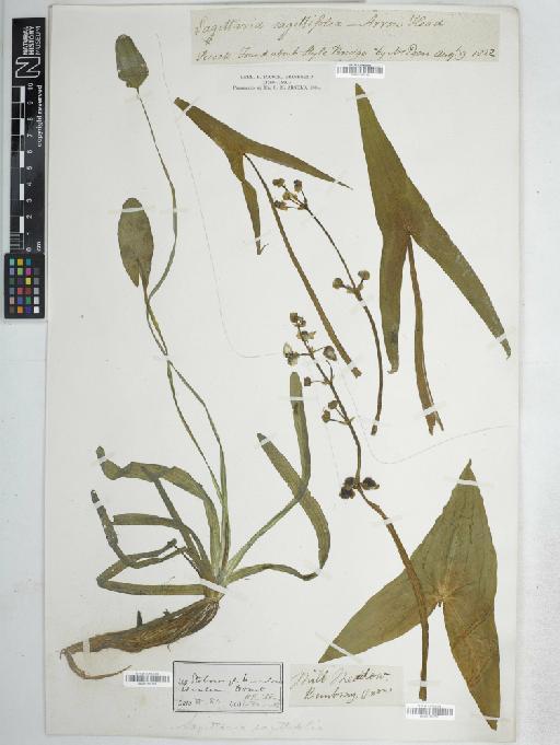 Sagittaria sagittifolia L. - BM001161549