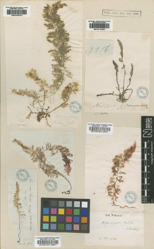 Asparagopsis taxiformis (Delile) Trevis. - BM000769969