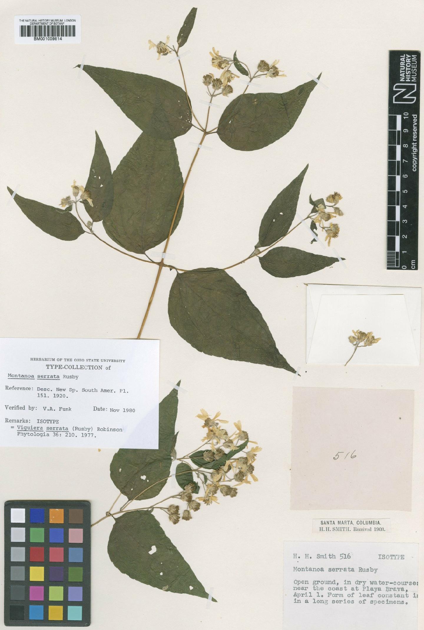 To NHMUK collection (Viguiera serrata (Rusby) H.Rob.; Isotype; NHMUK:ecatalogue:622244)