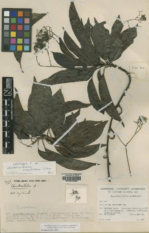 Sparattanthelium aruakorum Tutin - BM000645333