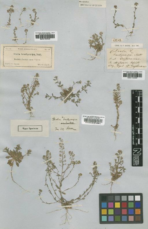 Draba brachycarpa Nutt - BM000583560