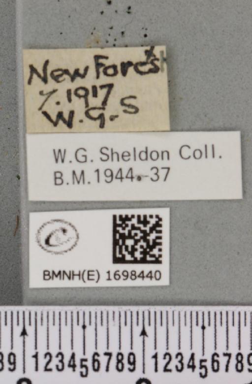 Nycteola revayana ab. nigricans Sheldon, 1919 - BMNHE_1698440_label_295436