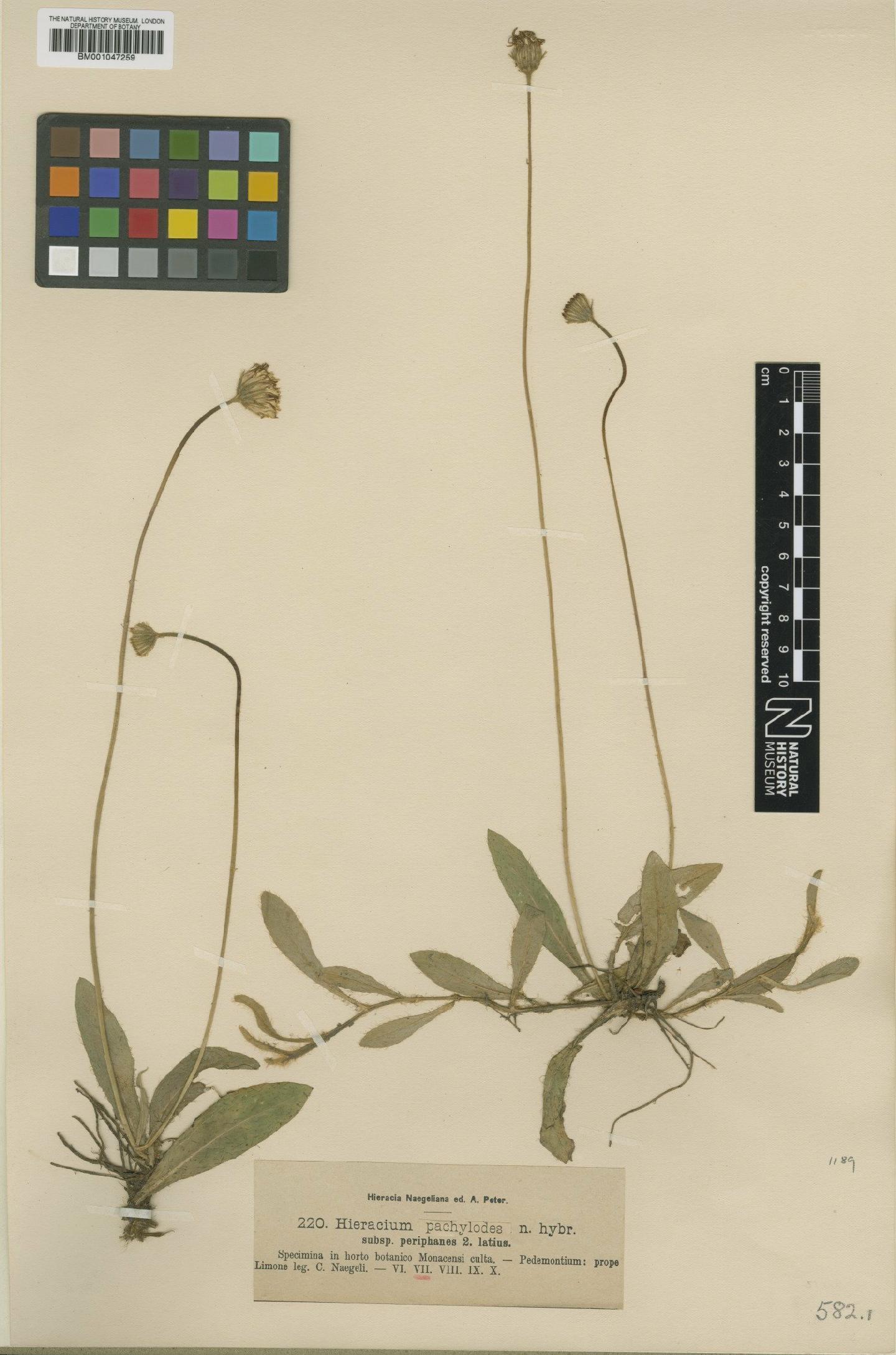 To NHMUK collection (Hieracium pachylodes subsp. aphanes Zahn; NHMUK:ecatalogue:2757006)