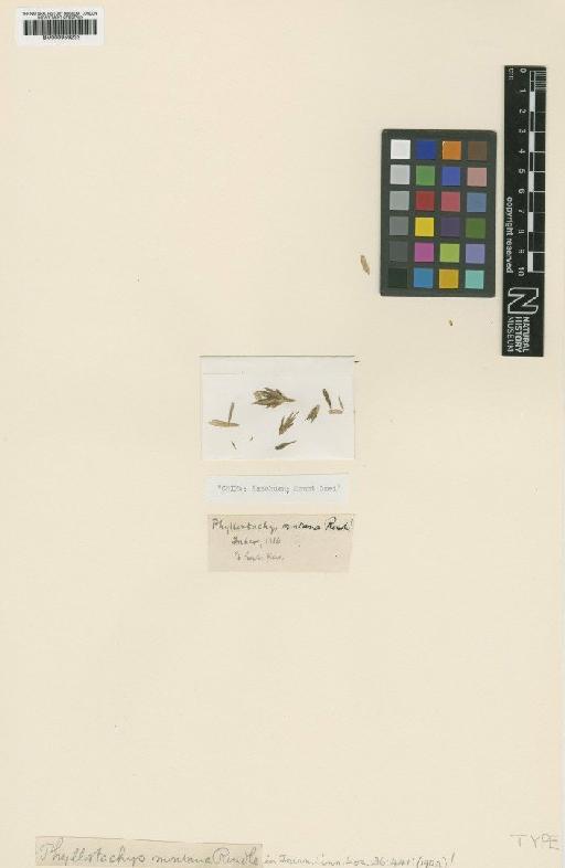Phyllostachys montana Rendle - BM000959233