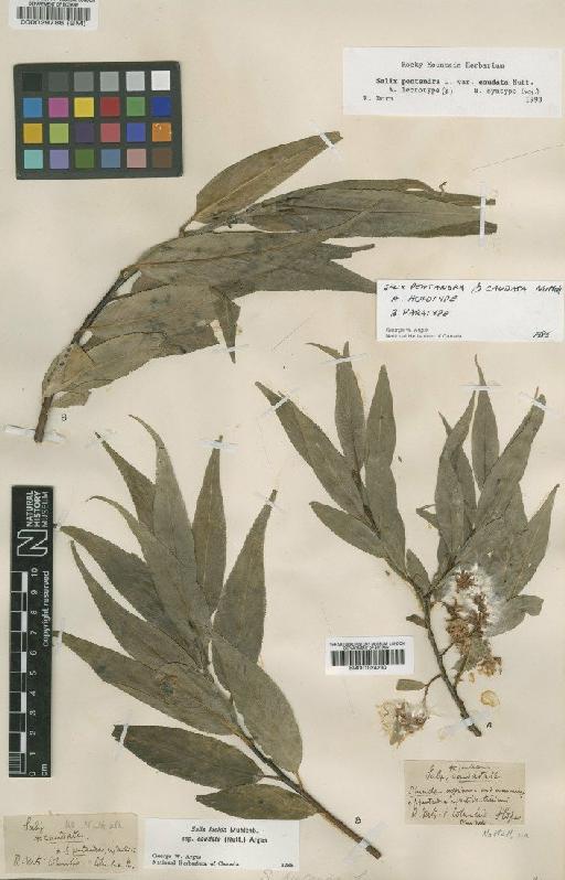 Salix lucida subsp. caudata (Nutt.) Argus - BM001024230