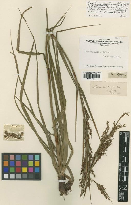 Tetraria arundinacea (Sol. ex Vahl) T.Koyama - BM000798904